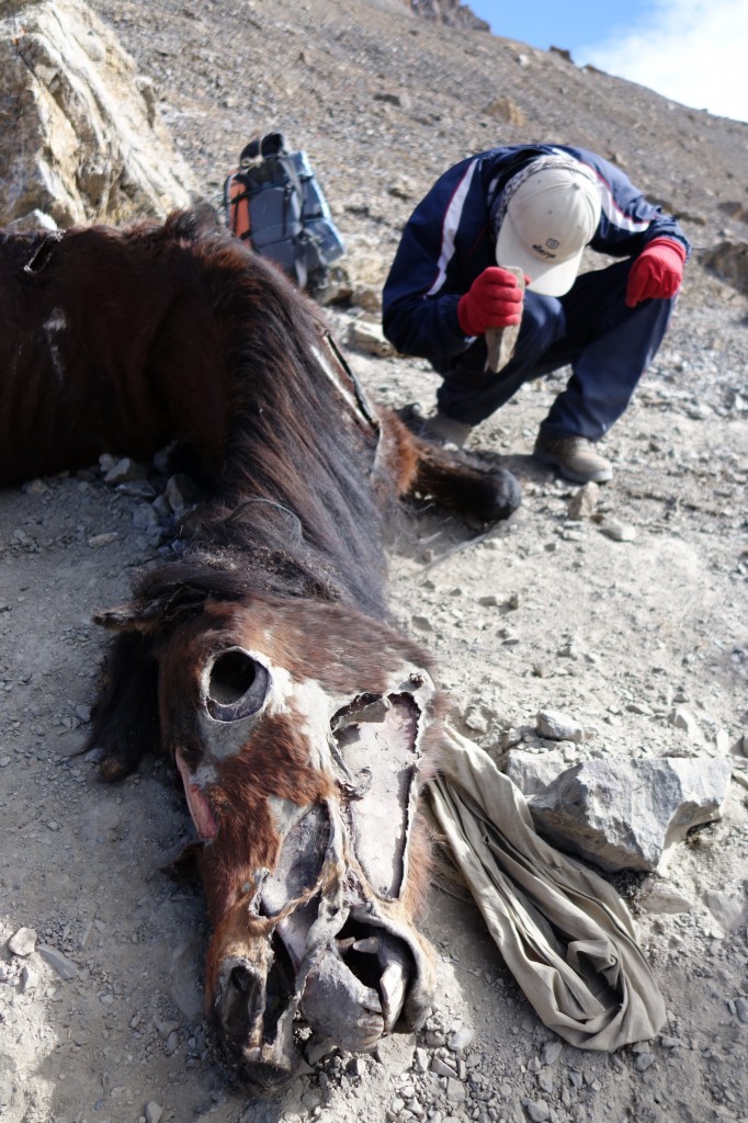 A dead horse after the ascent