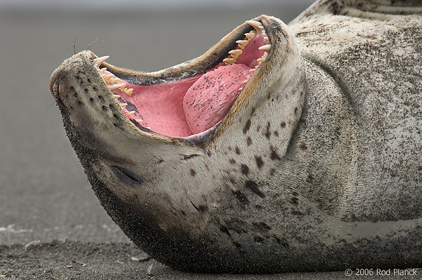 Leopard Seal, Head (Hydrurga leptonyx), South Georgia Island