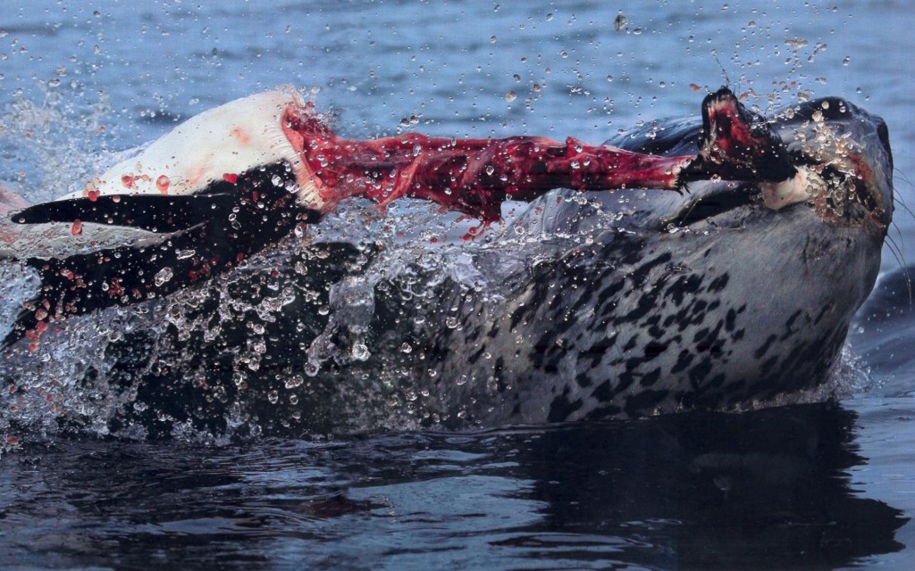 leopard-seal-pulling-the-head-right-off-a-penguin